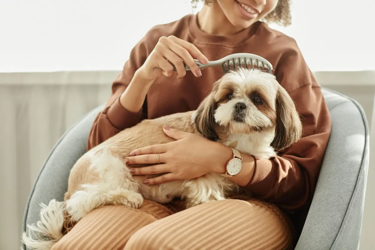 Pet sitting after retirement