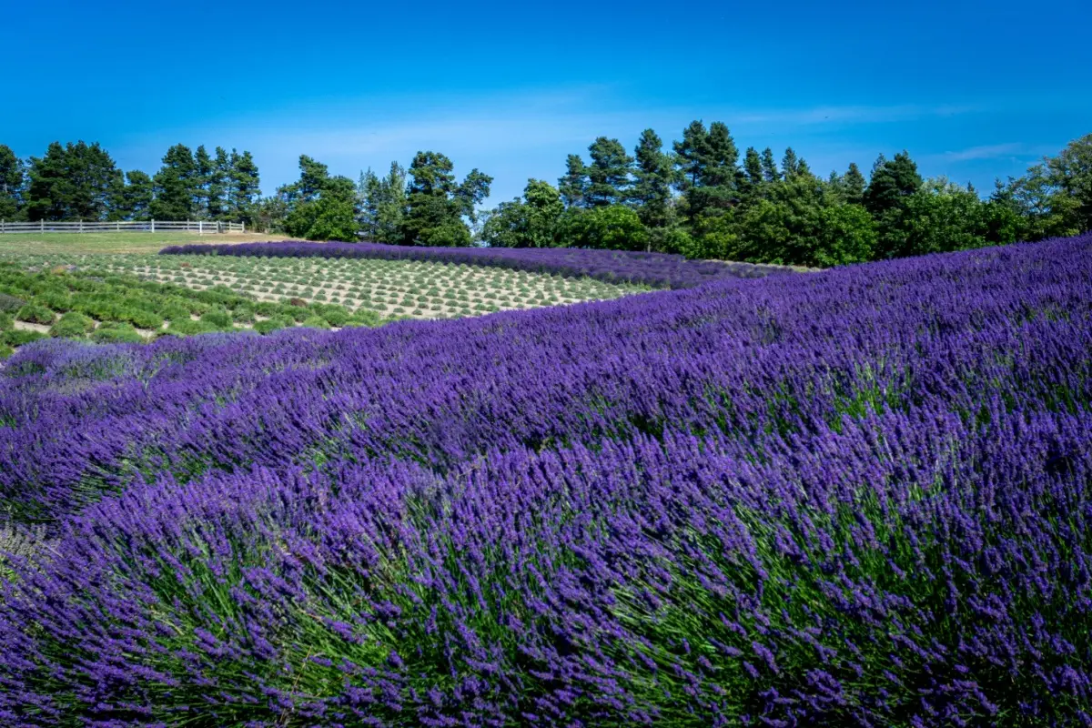 Scenic view of lavender field in Sequim, Washington